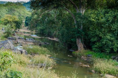 Yeşil doğa orman su yolu Hint vahşi doğasında yürümek için