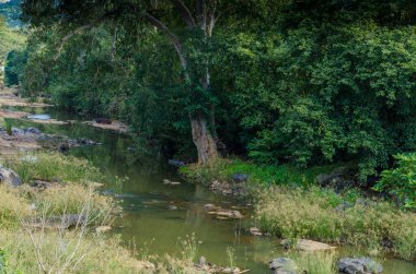 Yeşil doğa orman su yolu Hindistan vahşi yürüyüş için