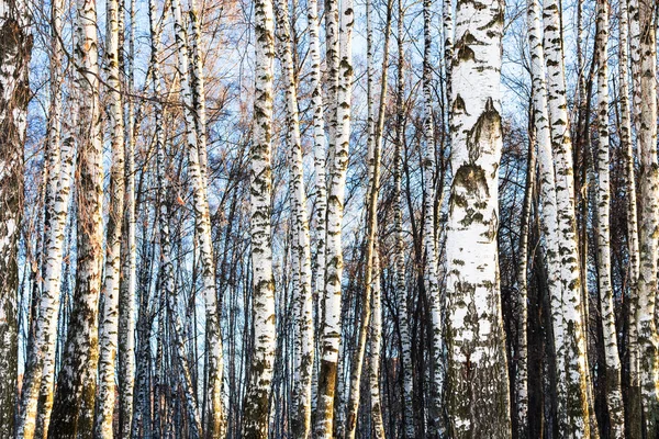 white bare birch trees in city park on sunny winter day