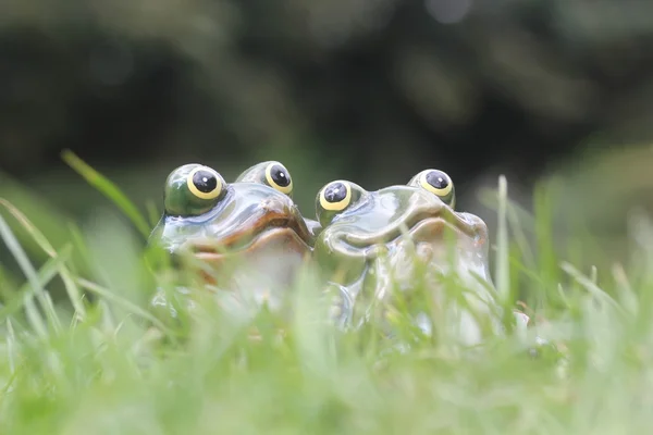 Pareja de ranas jóvenes sentados juntos entre la hierba verde en un día brillante. dos ranas amorosas mirando hacia arriba en la esperanza y el amor en unas vacaciones de verano por la mañana o por la noche - concepto de buena vida —  Fotos de Stock