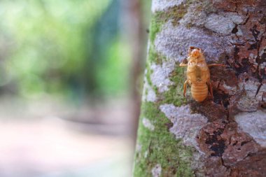 Ağustos Böceği yeni doğmuş, doğal bir geçmişi var. 