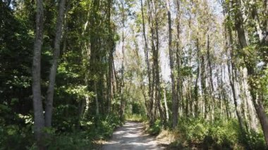Ormandaki boş patika. Ağaçların arasından yol. İnsan yok. Doğal orman arkaplanı.