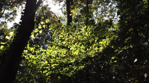 Rayons de soleil, lumière du soleil à travers les feuilles vertes et brillantes sur les branches des arbres. — Video