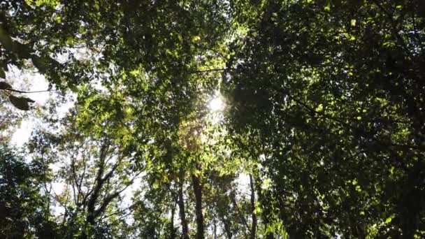 Солнечные лучи, солнечный свет сквозь зеленые яркие листья на ветвях деревьев. — стоковое видео