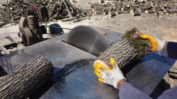Circular saw. man worker is sawing round logs, trunks of felled trees into bars — Stock Video