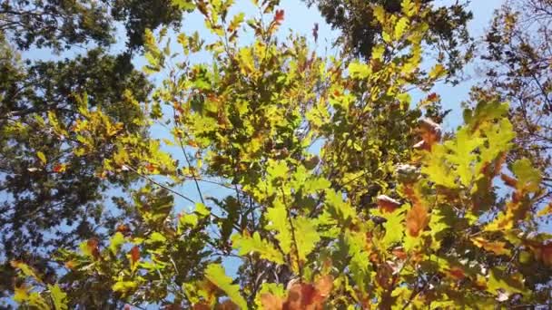 Feuilles vertes, jaunes, orange contre un ciel bleu vif. Fond naturel d'automne. — Video