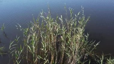 Sıcak, güneşli bir gün. Sazlıklarla kaplanmış bir göl. Mavi gökyüzü.