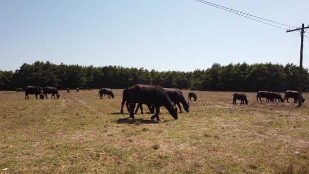 Herde großer brauner Kühe und Büffel, die auf der Weide grasen. Trockenes Grasheu auf der Weide — Stockvideo