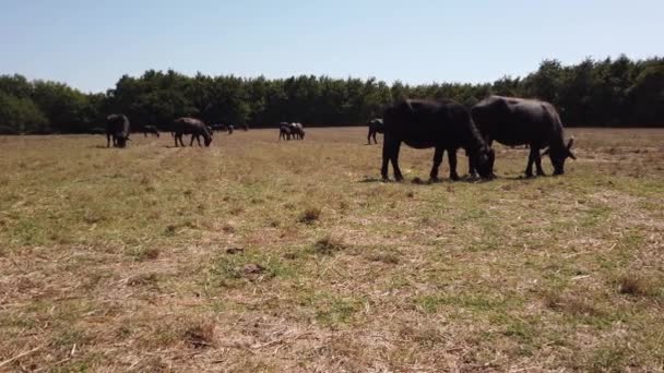 Kudde grote bruine koeien en buffelweiden in de wei. Drooggras hooi in de wei — Stockvideo