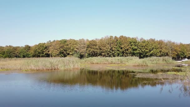 Όμορφο τοπίο της λίμνης. επιφάνεια της λίμνης με φύλλα, νούφαρα. — Αρχείο Βίντεο