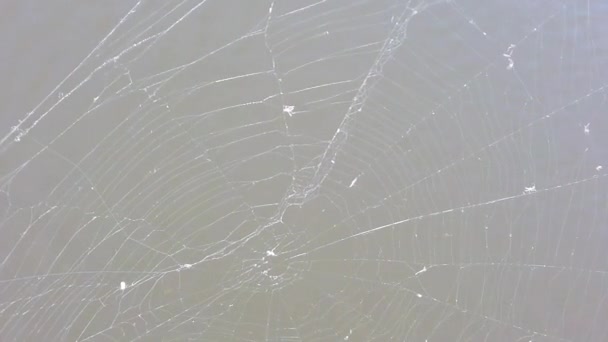 Pavučiny se třepotají ve větru. Detailní záběr. Bílá vlákna pavučiny. — Stock video