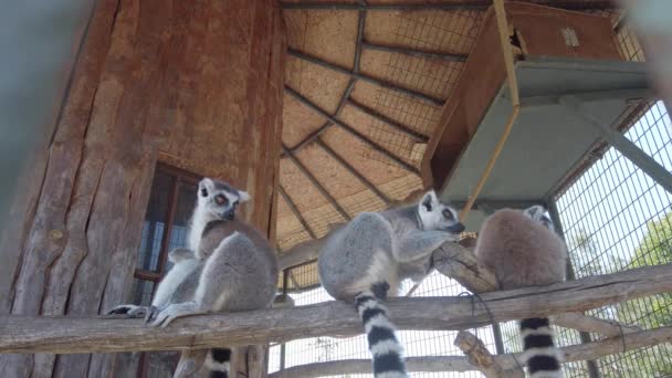 Tres pequeños lindos lémures esponjosos divertidos están sentados en la rama en el aviario del zoológico. — Vídeos de Stock
