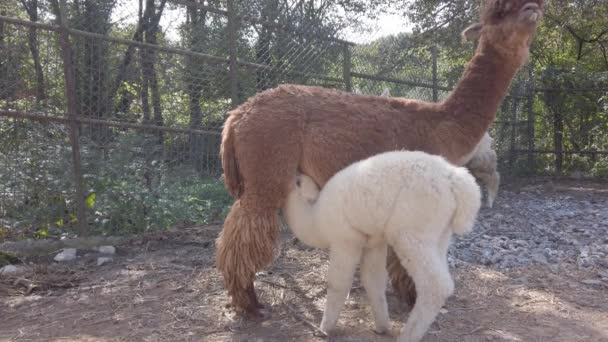 ふわふわでかわいい、面白いアルパカ。大きな茶色のアルパカは小さな白い赤ちゃんにミルクを与えます — ストック動画