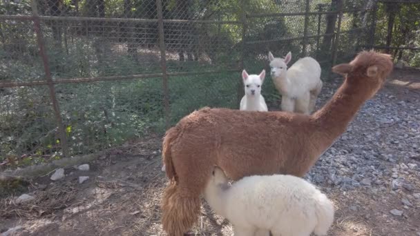 Luchtige, schattige, grappige alpaca 's. grote bruine alpaca voedt kleine witte baby met melk — Stockvideo