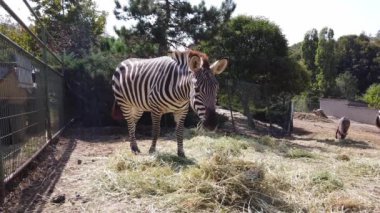 Hayvanat bahçesi. Egzotik Afrika zebrası ahşap çitlerin arkasında kuşhanede..