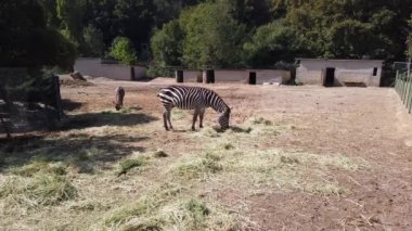 Hayvanat bahçesi. Egzotik Afrika zebrası ahşap çitlerin arkasında kuşhanede..