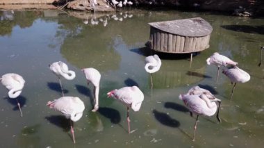 Parlak güneş ışığı, güneş ışığı. Yapay gölette güzel pembe flamingo sürüsü