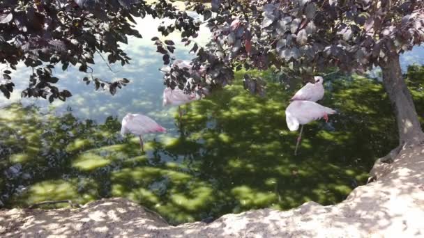 Luz del sol brillante, sol. bandada de hermosos flamencos rosados en estanque artificial — Vídeo de stock
