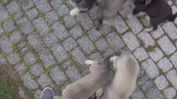 작고 귀여운 강아지들은 놀이를 하고, 도시 공원의 풀밭에서 재미를 보고 있습니다. 개들의 무리 — 비디오