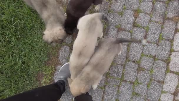 Küçük şirin köpek yavruları şehir parkında yeşil çimlerde eğleniyor. Köpek sürüsü — Stok video