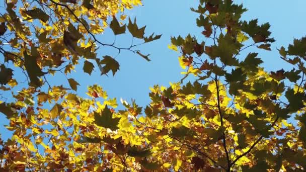 Gröna, gula, höstlönnlöv på trädgren mot blå himmel. Närbild. — Stockvideo