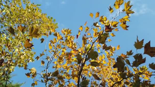 Gröna, gula, höstlönnlöv på trädgren mot blå himmel. Närbild. — Stockvideo