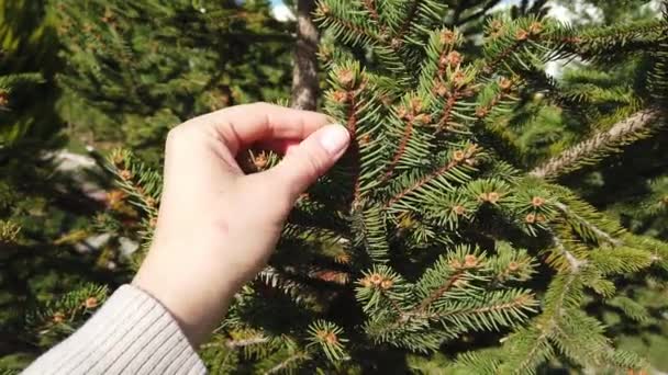 Kobieca ręka. Zbliżenie. dziewczyna wybiera drzewo na jarmarku Bożego Narodzenia. — Wideo stockowe