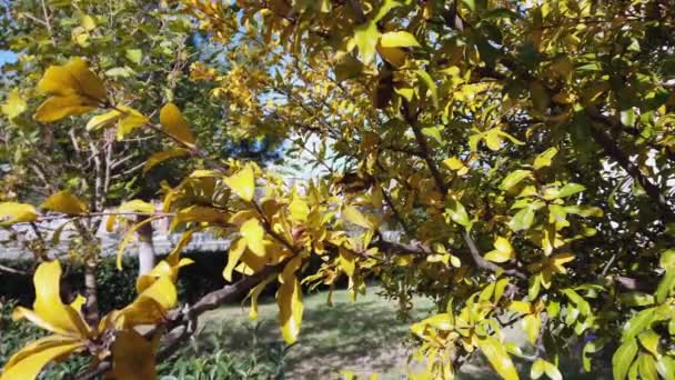 Solsken, solstrålar. Hösten lönn löv på träd gren mot blå himmel. — Stockvideo