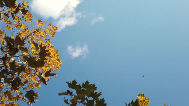 Solsken, solstrålar. Hösten lönn löv på träd gren mot blå himmel. — Stockvideo