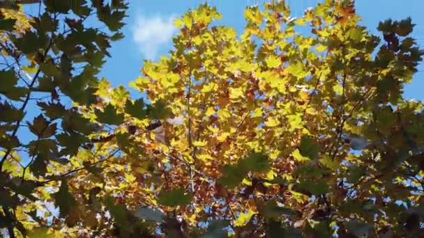선샤인, 선샤인. 푸른 하늘을 배경으로 나뭇가지에 달린 단풍나무 잎. — 비디오