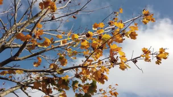 Solsken, solstrålar. Hösten lönn löv på träd gren mot blå himmel. — Stockvideo