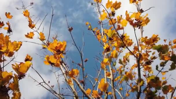 Solsken, solstrålar. Hösten lönn löv på träd gren mot blå himmel. — Stockvideo