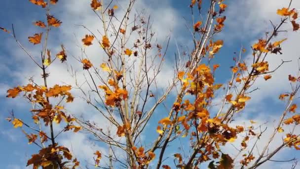 Сонячне світло, сонячні промені. Осіннє кленове листя на гілці дерева на тлі блакитного неба . — стокове відео