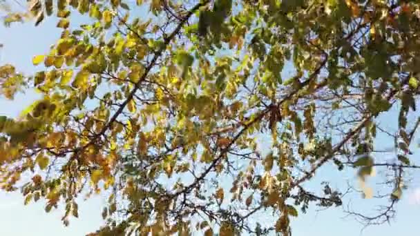 Solsken, solstrålar. Hösten lönn löv på träd gren mot blå himmel. — Stockvideo