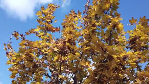 Solsken, solstrålar. Hösten lönn löv på träd gren mot blå himmel. — Stockvideo