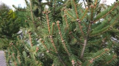 Yakın plan. Mavi gökyüzüne karşı kabarık yeşil iğneli ladin dalları.