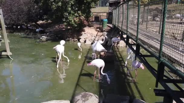 Zoo. stormo di bellissimi fenicotteri rosa in laghetto artificiale. — Video Stock