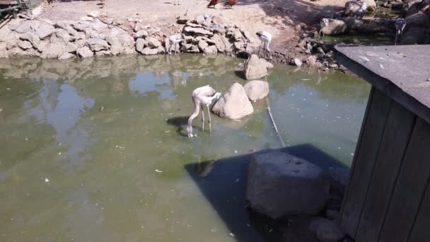 Zoológico. rebanho de belos flamingos rosa em lagoa artificial. — Vídeo de Stock
