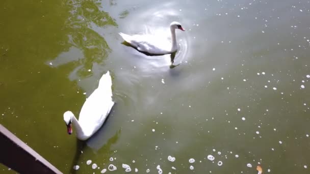 Mooie zwart-witte zwanen zwemmen op oevers van rivier, vijver of meer. Close-up. — Stockvideo