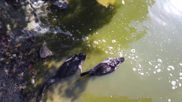 Mooie zwart-witte zwanen zwemmen op oevers van rivier, vijver of meer. Close-up. — Stockvideo