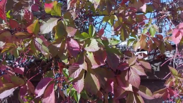 Wilde druiven tegen de blauwe lucht. groen, geel rood klimop bladeren close-up. donkere druiven — Stockvideo