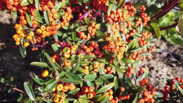 Canada buffaloberry. Close-up. Bright juicy orange berries, green leaves. — Stock Video