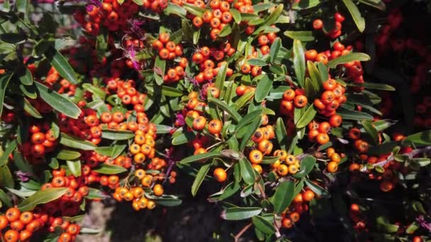 Buffaloberry de Canadá. Primer plano. Bayas de naranja jugosas brillantes, hojas verdes. — Vídeo de stock