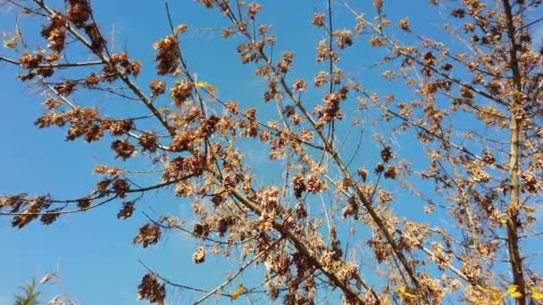 Solsken, solstrålar. Höstlöv på trädgren. orange blad mot blå himmel — Stockvideo