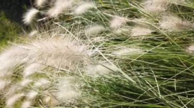 Güneşli bir gün, gün ışığı. Uzun, sivri yapraklı, tüylü beyaz dikenli bitkiler..