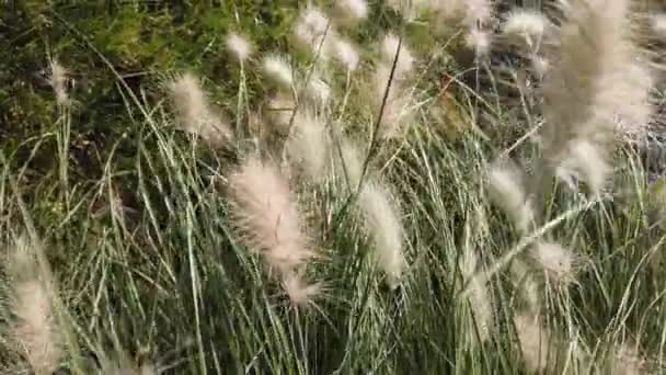 Zonnige dag, zonnetje. Planten met lange, puntige bladeren, pluizige witte aartjes. — Stockvideo