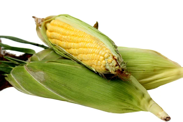 Corn — Stock Photo, Image