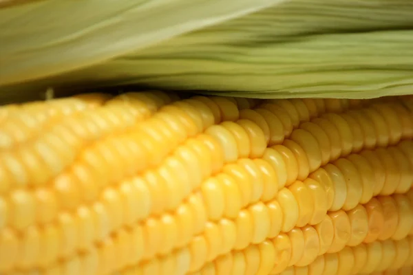 Corn — Stock Photo, Image