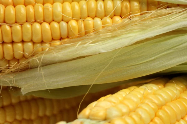 Corn — Stock Photo, Image