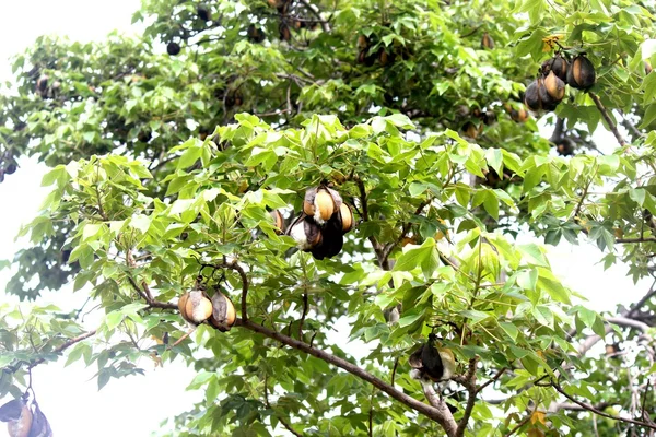 Bombax Ceiba — Stock fotografie